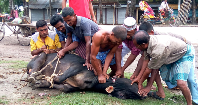 সাত পরিবার মিলে একগরু কোরবানি দিলে কি কোরবানি জায়েজ হবে